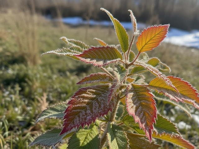 Холодный и влажный день в Раменском: температура не выше нуля, осадки 94%
